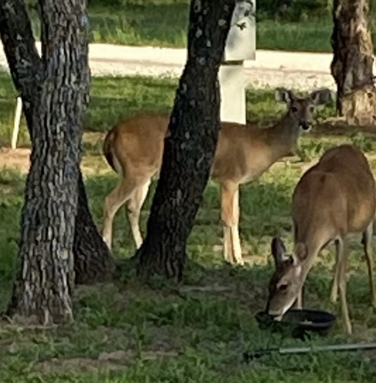 Classy Hitches RV Park