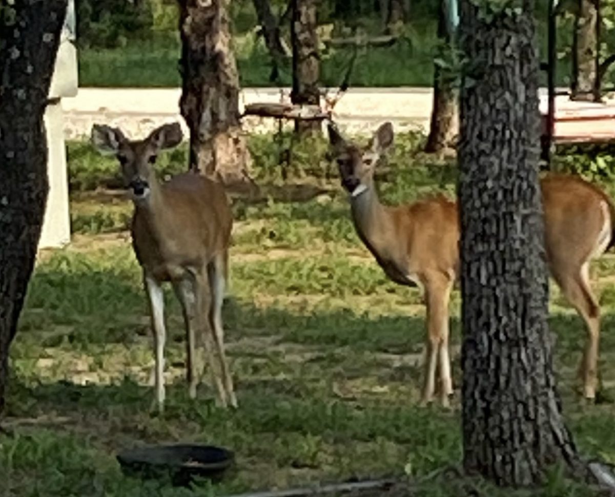 Classy Hitches RV Park