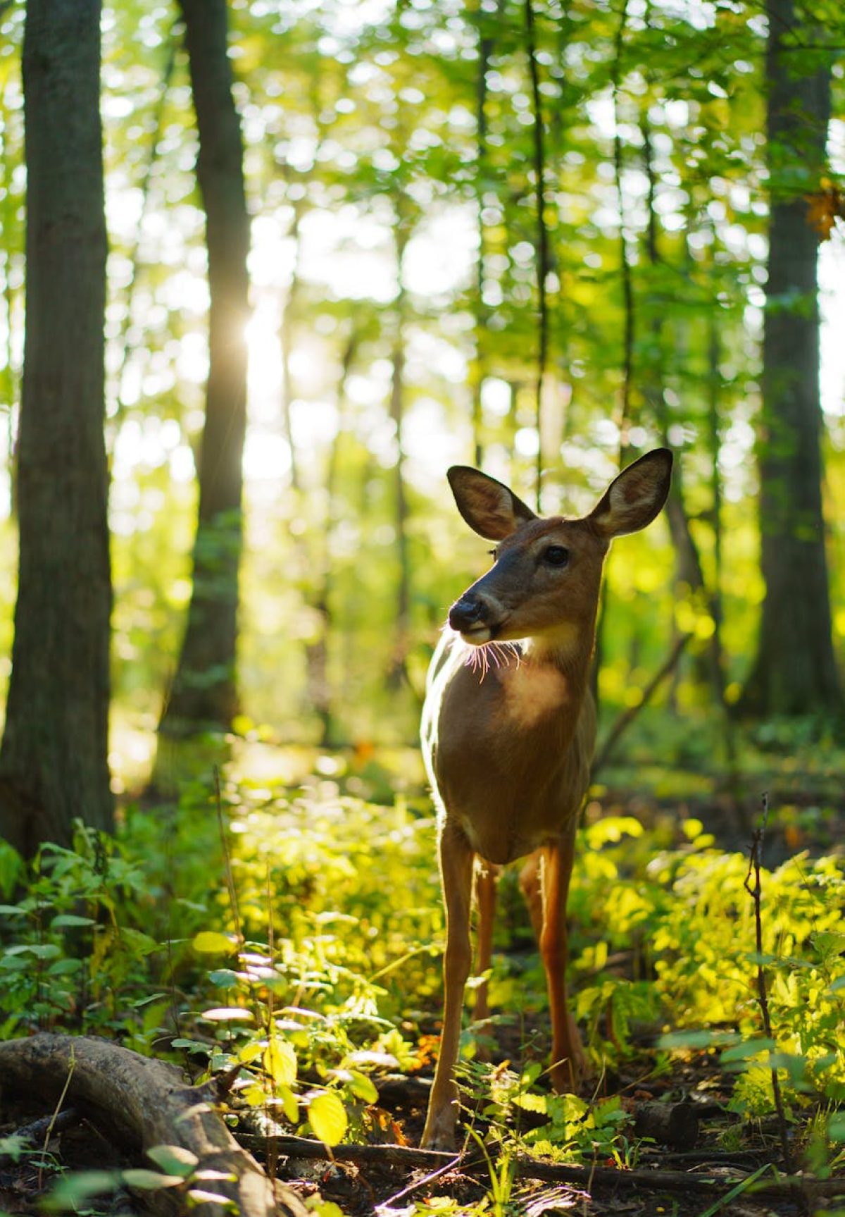 Classy Hitches RV Park